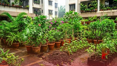 मानसून में पौधों की देखभाल के 5 असरदार तरीके, तेजी से बढ़ेगी हरियाली