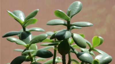 जेड प्लांट की रफ्तार बढ़ा देंगे ये आसान टिप्स, कुछ ही दिनों में दिखेगा हरा-भरा और घना पौधा