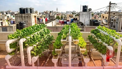 बिना मिट्टी के उगाएं ताजी सब्जियां, हाइड्रोपोनिक गार्डनिंग का ये अनोखा तरीका है बेहद आसान