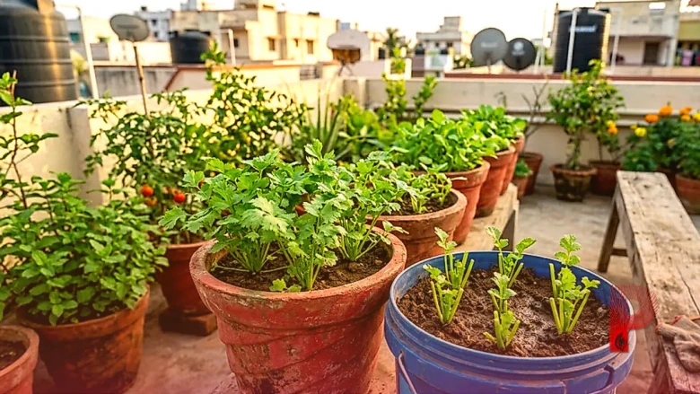बाजार से धनिया लाना भूल जाएंगे, सिर्फ डंठल का उपयोग कर घर पर उगाएं ताजी पत्तियां