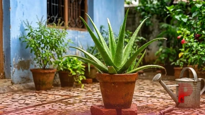 एलोवेरा के पौधे की मानसून में ऐसे करें देखभाल, पत्तियों में भरेगा गाढ़ा जेल और तेजी से बढ़ेगा पौधा
