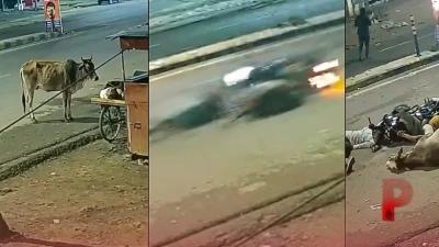 झांसी: सड़क पर अचानक आई गाय से टकराई तेज रफ्तार बाइक, दो युवक गंभीर रूप से घायल