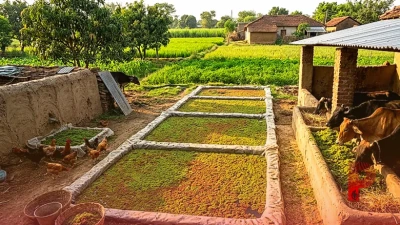 पशुपालकों के लिए वरदान है 'सुपरफूड' अजोला, दूध और अंडे के उत्पादन में होगी 15% तक की वृद्धि