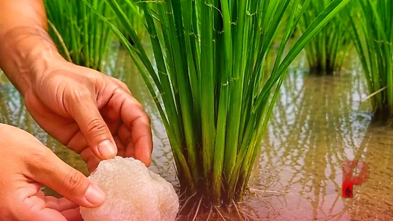 धान की खेती में फिटकरी के कमाल: मिट्टी सुधारने से लेकर पैदावार बढ़ाने तक जानें 5 बड़े फायदे