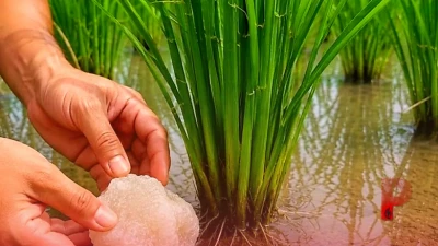 धान की खेती में फिटकरी के कमाल: मिट्टी सुधारने से लेकर पैदावार बढ़ाने तक जानें 5 बड़े फायदे