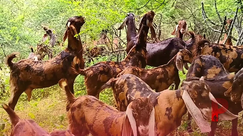 बकरी पालन से होगी मोटी कमाई, सरकार की इस विशेष योजना से यूनिट लगाने पर मिलेगी भारी सब्सिडी