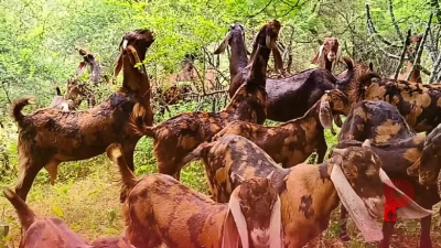 बकरी पालन से होगी मोटी कमाई, सरकार की इस विशेष योजना से यूनिट लगाने पर मिलेगी भारी सब्सिडी