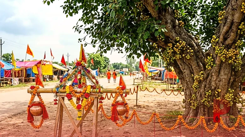 कांवड़ यात्रा: गूलर के पेड़ से दूरी क्यों है जरूरी, ज्योतिष से समझें धार्मिक नियम