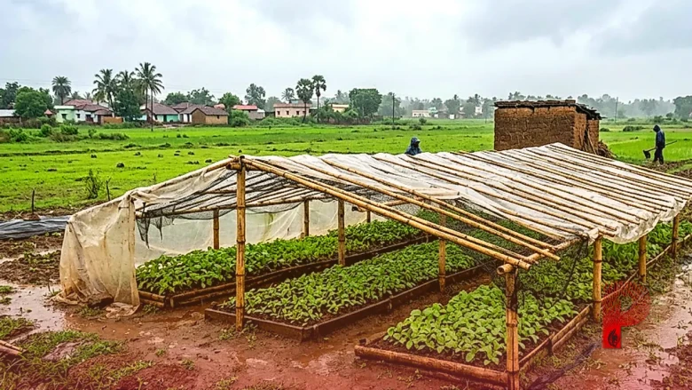 बारिश में नन्ही पौध को बचाएगा किसान का देसी जुगाड़, कम लागत में तैयार की अनोखी नर्सरी