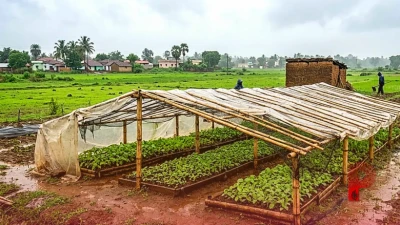 बारिश में नन्ही पौध को बचाएगा किसान का देसी जुगाड़, कम लागत में तैयार की अनोखी नर्सरी
