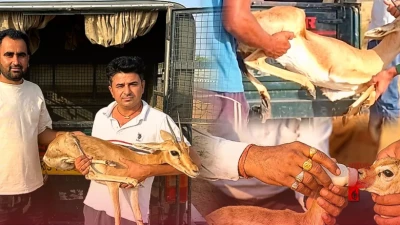 खुद बोल नहीं सकते, लेकिन बेजुबान वन्यजीवों की आवाज बने जोधपुर के मूक-बधिर फरसाराम