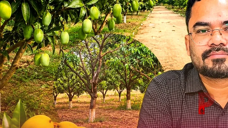 आम की खेती करने वाले किसानों की मौज, फल का बगीचा लगाने पर सरकार देगी 95 हजार रुपये का अनुदान