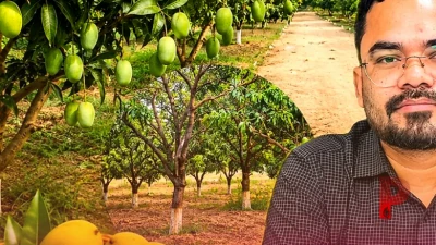आम की खेती करने वाले किसानों की मौज, फल का बगीचा लगाने पर सरकार देगी 95 हजार रुपये का अनुदान