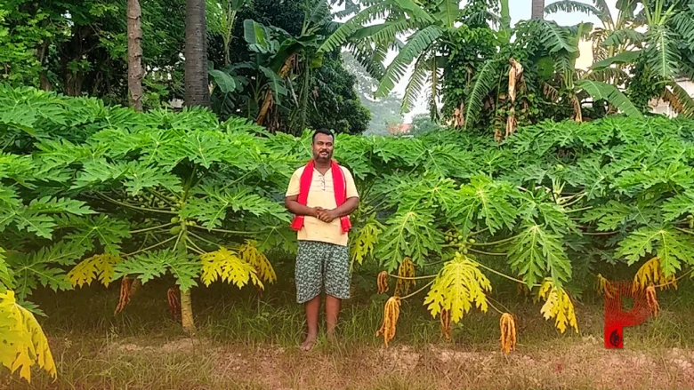 पपीते की खेती से चमकेगी किस्मत, पूर्वी चंपारण के किसान ने बताए बंपर कमाई के नायाब नुस्खे