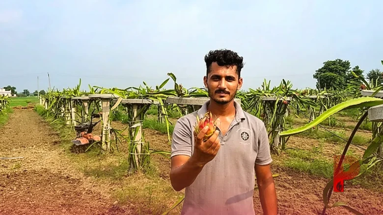 MBA के बाद खेती का अनोखा रास्ता: यूट्यूब से सीखकर सागर कर रहे हैं ड्रैगन फ्रूट की बंपर कमाई
