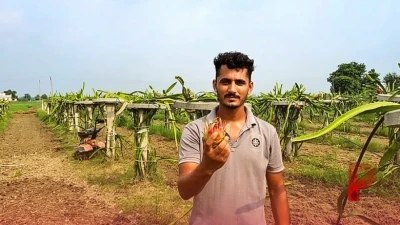 MBA के बाद खेती का अनोखा रास्ता: यूट्यूब से सीखकर सागर कर रहे हैं ड्रैगन फ्रूट की बंपर कमाई