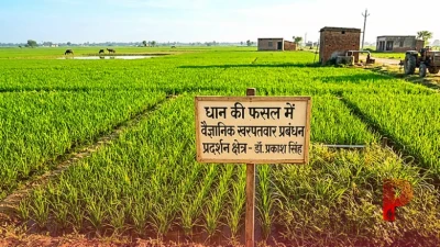 धान की फसल में खरपतवार से हैं परेशान? कृषि वैज्ञानिक डॉ. प्रकाश सिंह ने बताए ये असरदार वैज्ञानिक उपाय