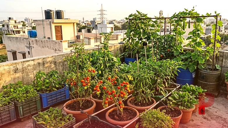 छत पर उगाएं बिल्कुल ताजी और आर्गेनिक सब्जियां, महीने में सिर्फ 1 बार डालें यह खास खाद, बाजार जाने की झंझट होगी खत्म