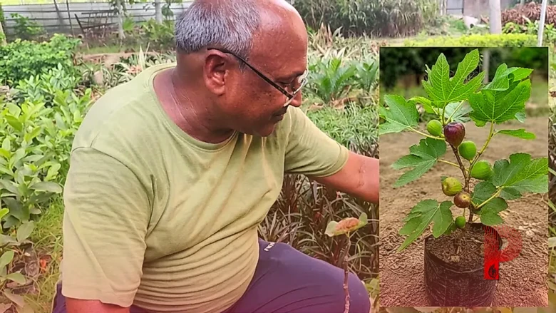 अंजीर की खेती: घर के बगीचे में लगाएं 100 रुपये का यह पौधा, मात्र 1 साल में शुरू हो जाएगी बंपर कमाई
