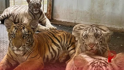 पटना चिड़ियाघर में बाघों का कुनबा बढ़ा, चार नए शावकों के साथ पहुंची संख्या 10