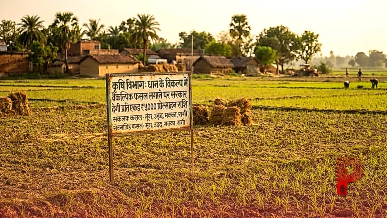 धान की रोपाई में देरी से परेशान हैं किसान? कृषि वैज्ञानिकों ने सुझाया यह बेहतरीन विकल्प, सरकार देगी मोटी प्रोत्साहन राशि
