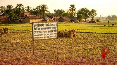 धान की रोपाई में देरी से परेशान हैं किसान? कृषि वैज्ञानिकों ने सुझाया यह बेहतरीन विकल्प, सरकार देगी मोटी प्रोत्साहन राशि