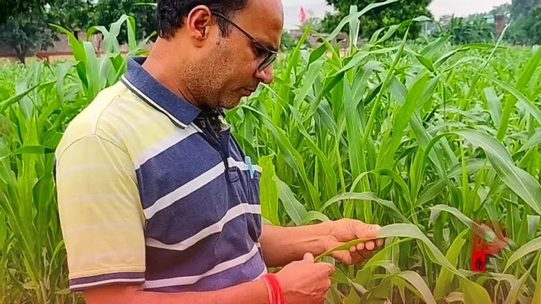 पशुपालकों के लिए वरदान है यह बहुवर्षीय घास, मेड़ पर लगाएं और 5 साल तक पाएं भरपूर दूध और हरा चारा