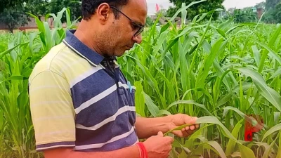 पशुपालकों के लिए वरदान है यह बहुवर्षीय घास, मेड़ पर लगाएं और 5 साल तक पाएं भरपूर दूध और हरा चारा