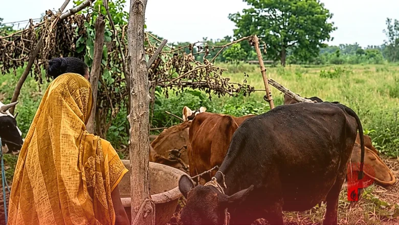 सफलता की कहानी: एक गाय से शुरू किया सफर, आज सीतामढ़ी की समिता बन गईं आत्मनिर्भर