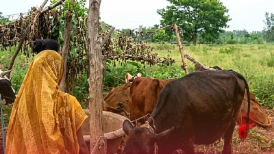 सफलता की कहानी: एक गाय से शुरू किया सफर, आज सीतामढ़ी की समिता बन गईं आत्मनिर्भर