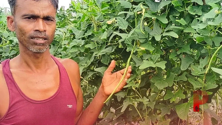 बोकारो के किसान ने दिखाया कमाल: 50 डिसमिल जमीन पर बरबटी की खेती से कमा रहे हैं 1.30 लाख रुपये का मुनाफा