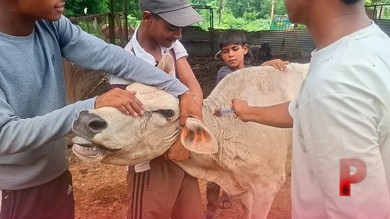 आगरा में बेजुबानों के मसीहा: शास्त्रीपुरम में 24 घंटे एंबुलेंस और रेस्क्यू से घायल गोवंश को मिल रहा नया जीवन