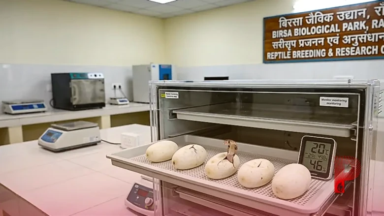 रांची के बिरसा जैविक उद्यान में पहली बार हुआ कमाल, आर्टिफिशियल इंक्यूबेशन से नाग के 5 बच्चों ने लिया जन्म