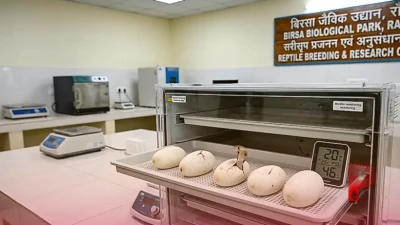 रांची के बिरसा जैविक उद्यान में पहली बार हुआ कमाल, आर्टिफिशियल इंक्यूबेशन से नाग के 5 बच्चों ने लिया जन्म