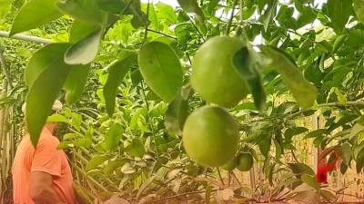 छपरा के किसान की अनूठी पहल, खेतों की मेड़ पर उगा दी शानदार मौसमी