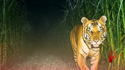 बाघ कब बनता है आदमखोर? जानिए वन्यजीव संरक्षण कानून के तहत क्या हैं नियम और प्रक्रिया