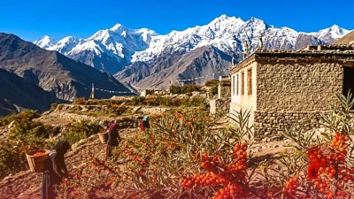 हिमालयी सुपर फ्रूट सीबकथॉर्न को मिला GI टैग, अब दुनिया में बढ़ेगी छरमा की चमक