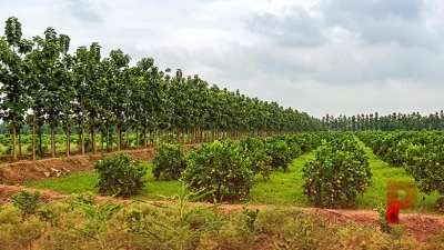 खेत की मेड़ पर सागवान और बीच में मौसमी: पलामू के किसान का यह दोहरा कमाई मॉडल हुआ बेहद सफल