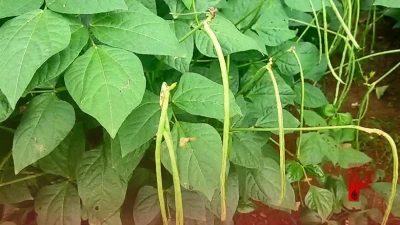 मानसून में बंपर मुनाफा: महज 25 हजार के खर्च में बरबटी की खेती से कमाएं 1 लाख रुपये, अपनाएं यह तरीका