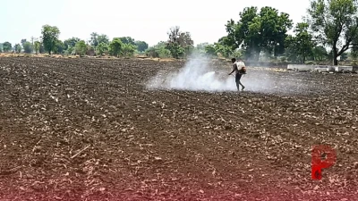 बुवाई के 72 घंटे के भीतर करें यह काम, खेतों में नहीं उगेंगे खरपतवार, कृषि वैज्ञानिक ने दी अहम सलाह