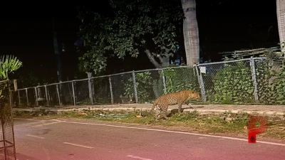 बेंगलुरु के रिहायशी इलाके में घुसा तेंदुआ, सीसीटीवी कैमरे में कैद हुई चहलकदमी, लोगों में दहशत