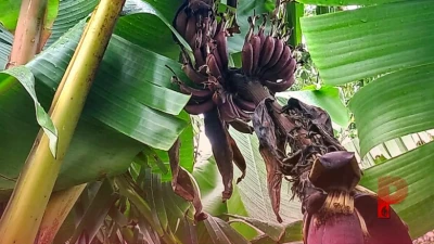 बिहार के गया में लाल केले की खेती का सफल ट्रायल, सेहत के लिए है वरदान और किसानों के लिए मुनाफे का सौदा