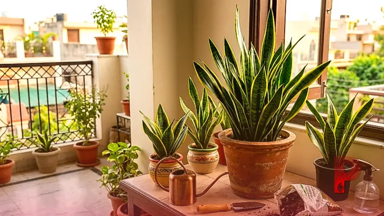 घर में रखा है स्नेक प्लांट? इन आसान टिप्स से करें देखभाल और रखें इसे हमेशा हरा-भरा