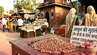 मधुमेह और रक्तचाप को काबू में रखने के लिए वरदान है जामुन की गुठली, जानें इसके बेहतरीन औषधीय गुण और फायदे