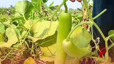 बहराइच के किसान काशीराम का कमाल: केले के खेत में उगाई लौकी, महज 300 रुपये की लागत से कमाया बंपर मुनाफा