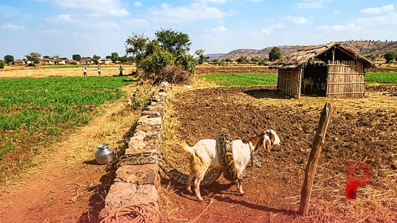 शिवपुरी में खेत में बकरी को निगलने पहुंचा 8 फीट लंबा अजगर, मालिक की सतर्कता से बची जान
