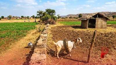 शिवपुरी में खेत में बकरी को निगलने पहुंचा 8 फीट लंबा अजगर, मालिक की सतर्कता से बची जान