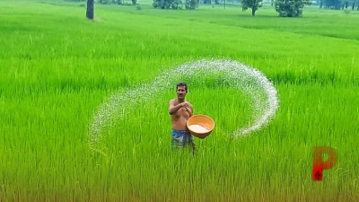 डीएपी की कमी से न हो परेशान, इन विकल्पों को अपनाकर धान की पैदावार में करें 15 से 20 प्रतिशत तक का इजाफा