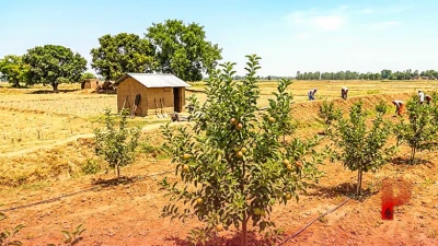 चिलचिलाती धूप में करिश्मा: पश्चिम चंपारण के किसानों ने 43 डिग्री तापमान में उगाए सेब