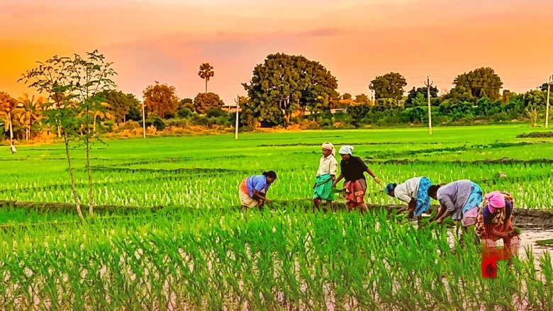 धान की खेती: 'बूढ़े बिचड़े' से घट सकती है पैदावार, नुकसान से बचना है तो अपनाएं यह वैज्ञानिक स्टेगर विधि